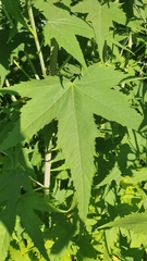 Ripariosida hermaphrodita