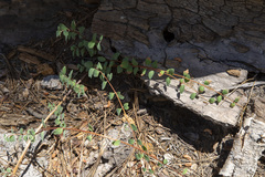 Symphoricarpos rotundifolius parishii