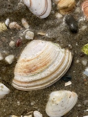 Macoma balthica