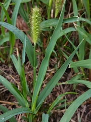 Setaria pumila
