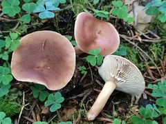 Lactarius subdulcis