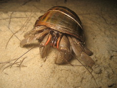 Coenobita cavipes