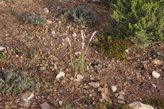 Zephyranthes chichimeca
