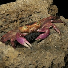 Geograpsus grayi