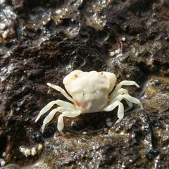 Scutumara enodis