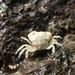 Scutumara - Photo (c) Crabs' Promenade カニの散歩道, μερικά δικαιώματα διατηρούνται (CC BY-NC), uploaded by Crabs' Promenade カニの散歩道