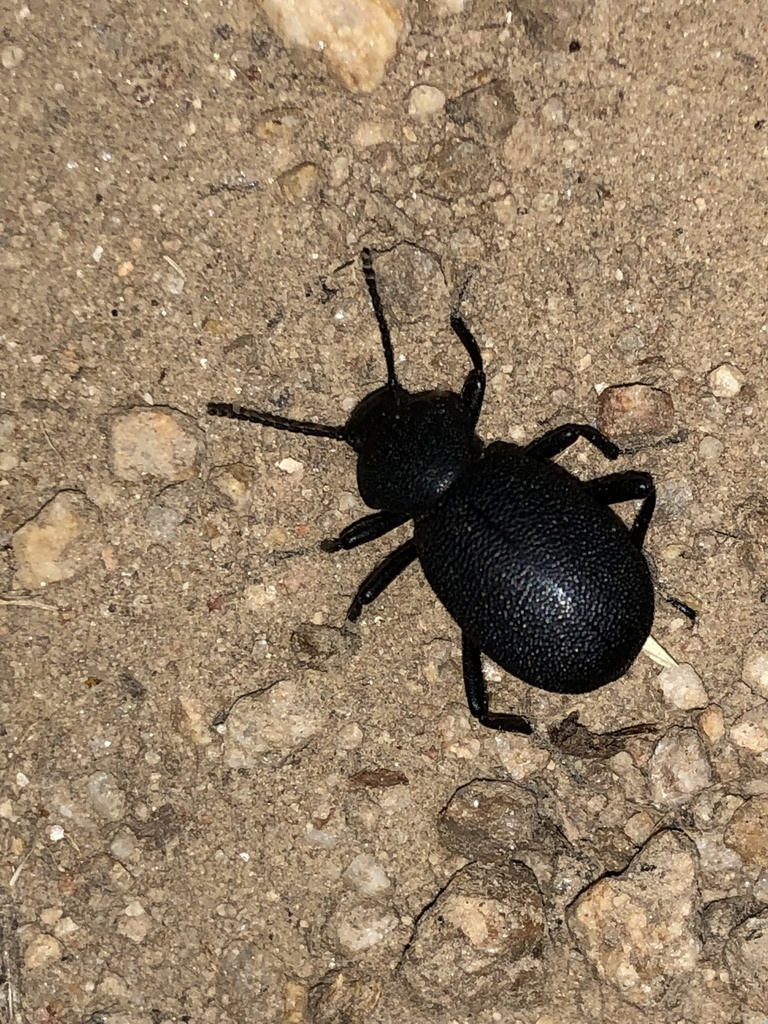 California Broadnecked Darkling Beetle from Boise, ID, US on August 10