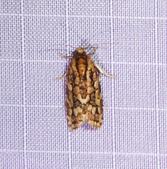 Choristoneura houstonana