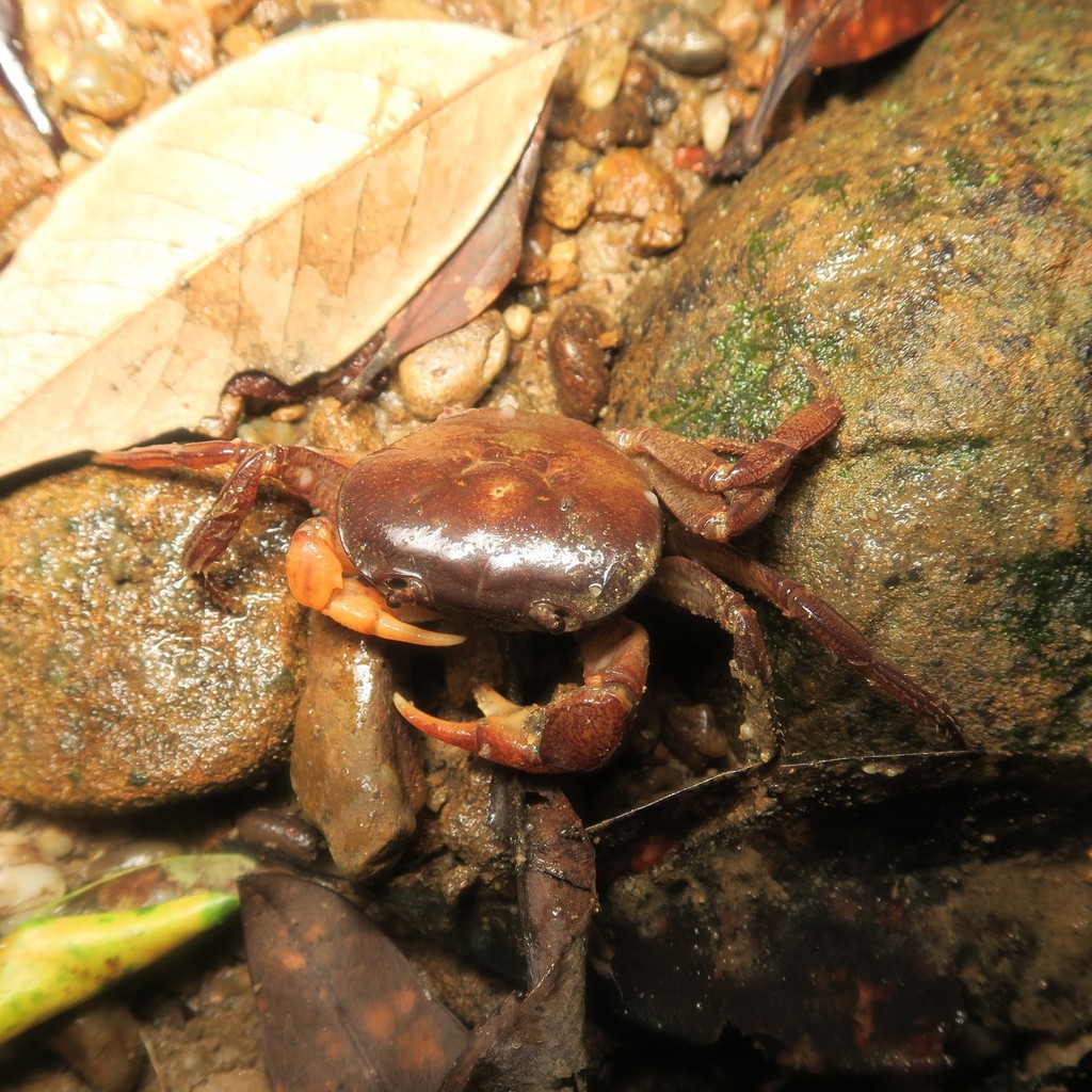 Geothelphusa fulva