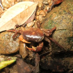 Geothelphusa fulva