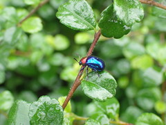 Parheminodes pulcher