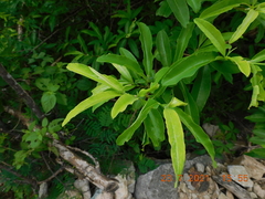 Thouinidium decandrum