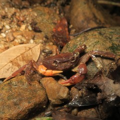 Geothelphusa fulva