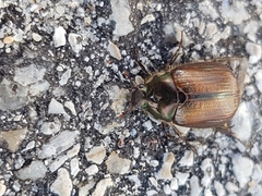 Anomala quadripunctata