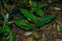 Cryptostylis arachnites