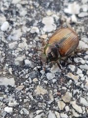 Anomala quadripunctata