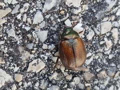 Anomala quadripunctata