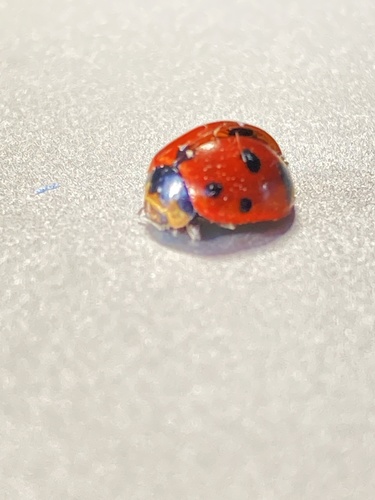Nine-spotted Lady Beetle photographed in Rhode Island