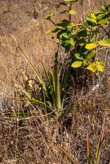 Bromelia goyazensis