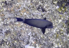 Acanthurus blochii