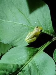 Osteopilus septentrionalis