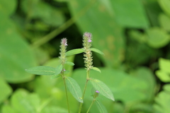 Rostellularia procumbens