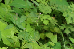 Rostellularia procumbens