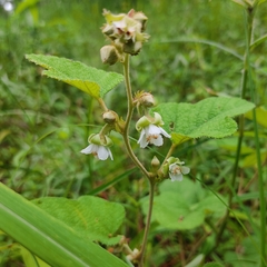Rubus calycinoides