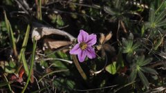 Erodium brachycarpum