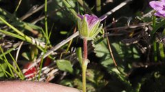 Erodium brachycarpum