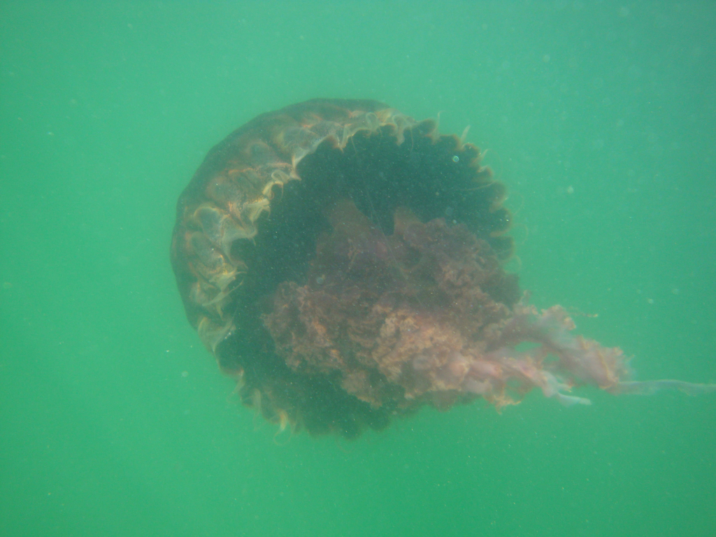 black jelly