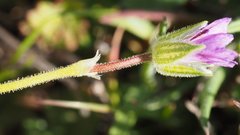 Erodium brachycarpum