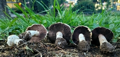 Agaricus