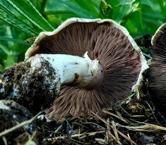 Agaricus