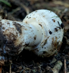 Agaricus