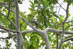 Leiopicus mahrattensis