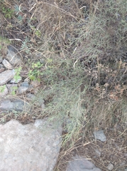 Calicotome spinosa