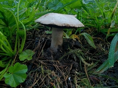 Agaricus