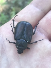 Osmoderma subplanata