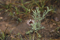 Gaillardia comosa