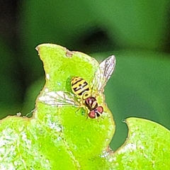 Allograpta radiata
