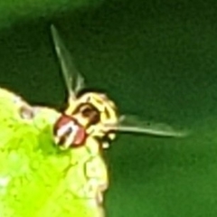 Allograpta radiata