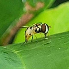 Allograpta radiata