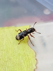 Thanasimus undatulus