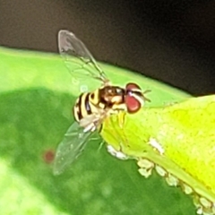 Allograpta radiata