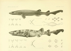 Filetail Cat Shark photo 4