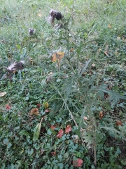 Cirsium vulgare