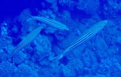 Caesio striata