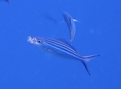Caesio striata