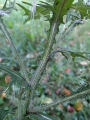 Cirsium vulgare